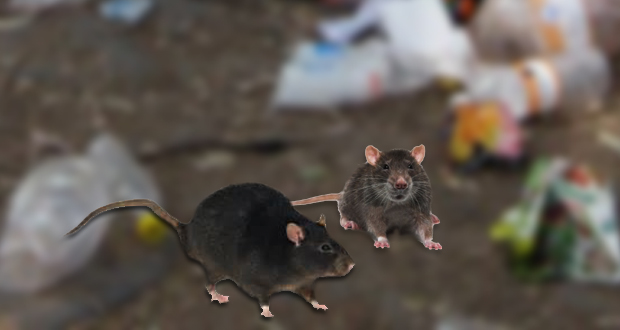 Rats. (OsideNews file photo illustration)