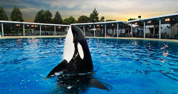 photo: Mike Aguilera/SeaWorld® San Diego