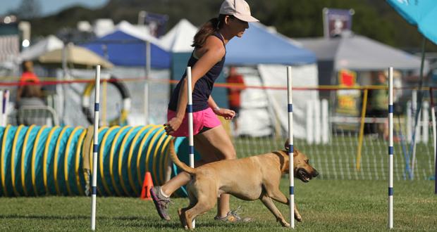 Local+Rescue+Mutt+to+Compete+in+2016+Westminster+Dog+Show