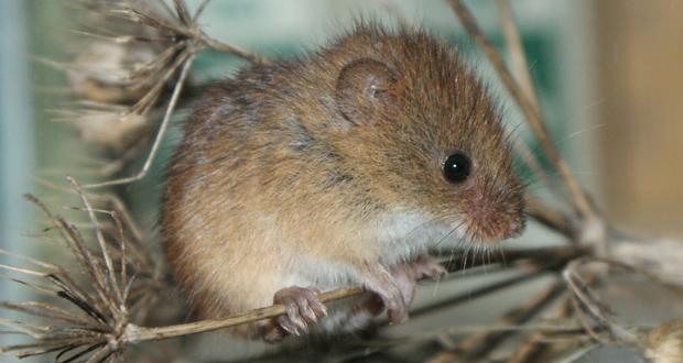 Two Mice Test Positive for Hantavirus in North County