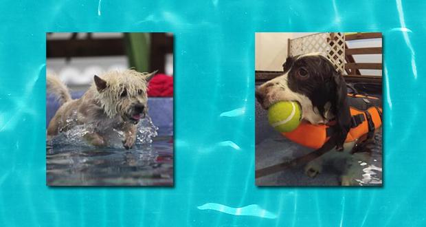 Pooch Pool Party and Open House at The Total Dog - Canine Aquatic Center