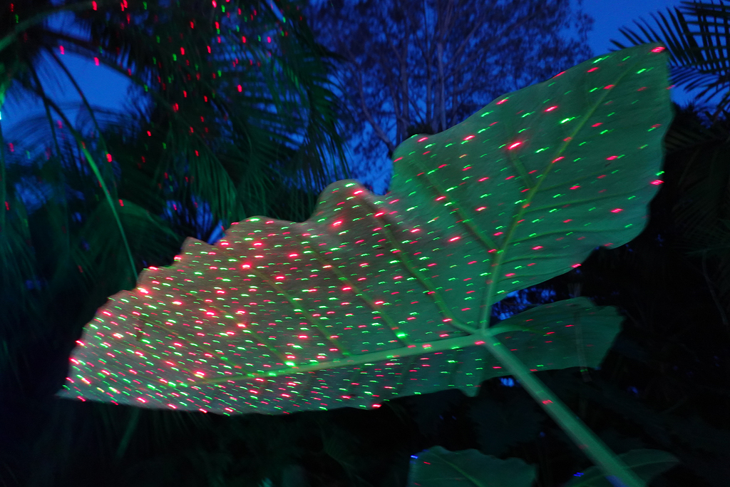 A+Visit+to+the+San+Diego+Botanic+Garden+Garden+of+Lights