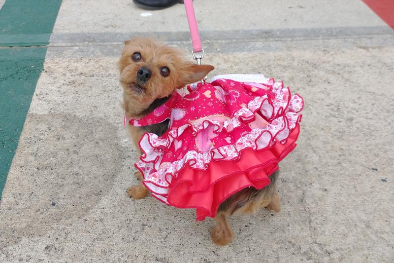 Snapshots from the Sweetheart Paddle Event at O'side Harbor