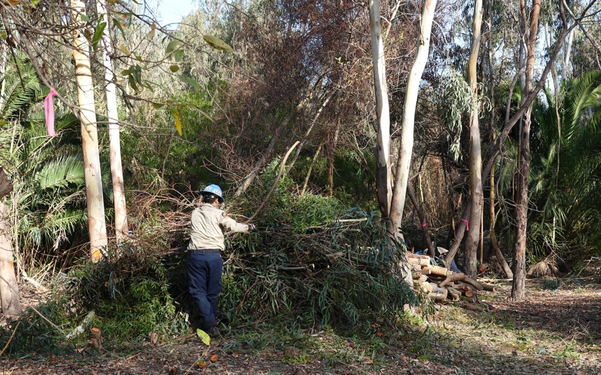 A clearing-crew memeber piles eucalyptus branches at Arroyo Preserve in Rancho Santa Fe in December as part of a San Dieguito River Valley Conservancy project. (Courtesy photo by Sophia McGovern)